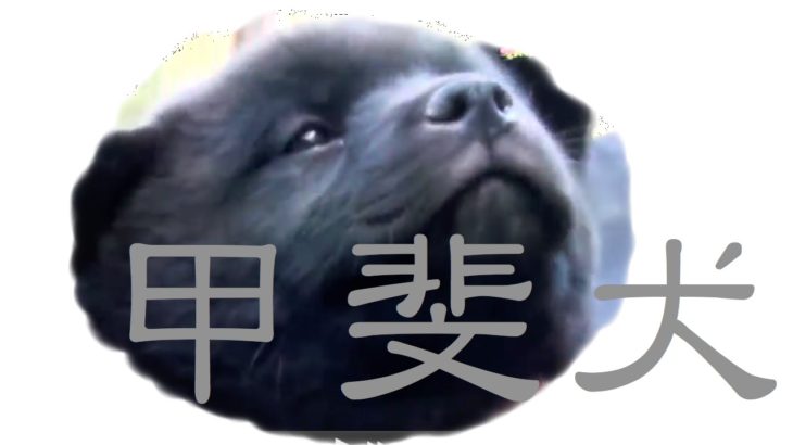 かわいすぎる!　「甲斐犬」の子犬　Too much Kawaii lovely Puppy【日本犬特集】