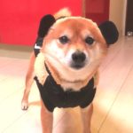 柴犬チョリ!！?【かわいい】【カワイイ 】ミッキーマウスの服を着たら面白くなってしまった