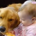 おもちゃを取りたいけど手が届かない赤ちゃんに助ける犬・隣にぴったり寄り添う姿に癒される・かわいい赤ちゃんとゴールデンレトリバー