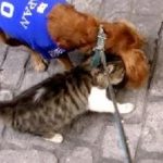 猫の熱烈スリスリが凄くて歩けない！犬と猫のお散歩 Cat Loves Dog