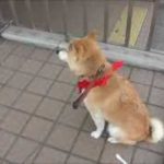 ご主人の帰りをひたすら待つ　犬のきもち　 shiba inu 柴犬動画  video