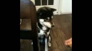 オモシロ動画！黒柴犬のコタロウが「ごはん」としゃべって食事を要求！