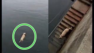 毎日、海の友達に会いに泳ぎに行く犬にビックリ！
