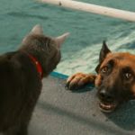 「絶対笑う」最高におもしろ犬,猫,動物のハプニング, 失敗画像集 #6