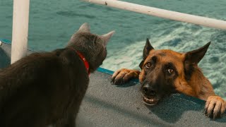 「絶対笑う」最高におもしろ犬,猫,動物のハプニング, 失敗画像集 #6