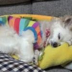 【自分で寝床を作るチワワのくー　犬は犬なりに考えてるんだと思わず感心】Chihuahua makes his own bed and goes to bed.