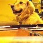 【おもしろ 犬】笑ったら負け！犬の面白動画【可愛い動物たちの特集】