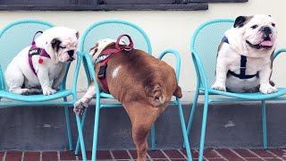 「絶対笑う」最高におもしろ犬,猫,動物のハプニング, 失敗画像集 #13