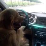 ペット、犬が車の運転を⁉︎。面白い。びっくり動画‼︎