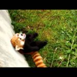 謎の音にビックリ！円山動物園のレッサーパンダ