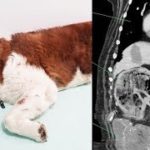 大きな腫瘍があると診断され、手術をした犬。しかしそこから出てきたモノに飼い主さんビックリ！