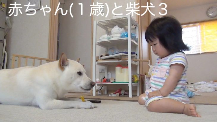 赤ちゃん(１歳)と柴犬３ / Infant and Shiba Inu 3