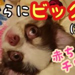 【チワワ だんご】おならにびっくり？！驚くチワワの赤ちゃん 犬【Chihuahua dango】 Surprised by a fart? It is! Amazing chihuahua baby.
