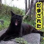 不思議な話・タヌキが黒猫に化けて人間を騙したお話・招き猫ちゃんねる