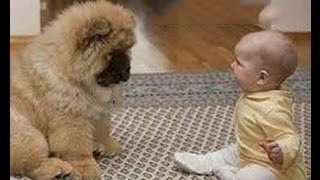 最高におもしろ犬と赤ちゃん 謎の会話動画特集・どっちも可愛すぎる