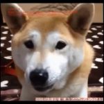 15秒で癒される、可愛い、おもしろい柴犬の動画Ranking 2016②