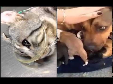 「泣けるほど感動」心を動かす犬と猫の動画! 涙が止まらない Park 1