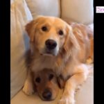 騙されたゴールデンレトリバー犬の顔が超ウケる・ かわいいゴールデンレトリバーのハプニング, 失敗動画集