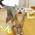 【猫 鳴き声 かわいい】猫が可愛い鳴き声で甘える / cute cat meowing