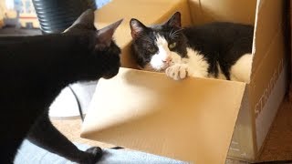 箱猫びっくり３連発