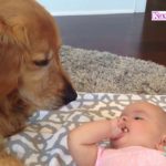 「かわいい犬」初めて人間の赤ちゃんに会ったゴールデンレトリバー犬の反応・超面白い