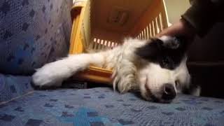 飼い主に甘えるボーダーコリー 遊び疲れてこのまま眠りたい😭『犬バカ日記』