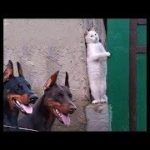 「絶対笑う」最高におもしろ犬,猫,動物のハプニング, 失敗画像集 #363