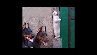 「絶対笑う」最高におもしろ犬,猫,動物のハプニング, 失敗画像集 #363