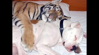 「絶対笑う」最高におもしろ犬,猫,動物のハプニング, 失敗画像集 #370