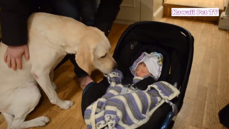 「かわいい犬」初めて人間の赤ちゃんに会ったゴールデンレトリバー犬の反応が超面白い・めっちゃ嬉しそう