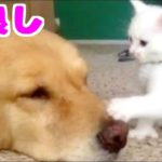 バーチャルの犬と猫が遊んだら奇蹟が起こったw