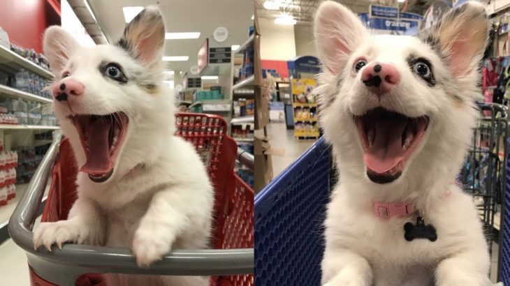 はじめてのスーパーの店内に大喜びの犬。