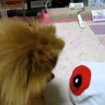笑える犬猫動画 – ニセ目玉おやじがキセキを起こす
