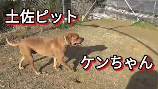 闘犬土佐ピット ケンちゃん･･相談者様への回答 Dog Rescue A&R