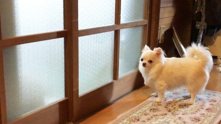 【けな気な犬の姿がカワイイ】お願いチワワ！ドアを開けてほしい！