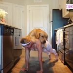 「最高にかわいい犬」面白いゴールデンレトリバー犬のハプニング, 失敗動画集 #6