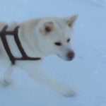【秋田犬ゆうき】雪は好きだが可愛いワンちゃんはもっと好き【akita dog】