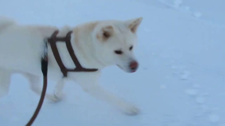 【秋田犬ゆうき】雪は好きだが可愛いワンちゃんはもっと好き【akita dog】