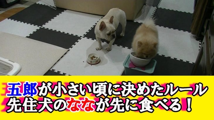 ななと五郎の食事のルール。Nana and Goro meal rules  ポメラニアン&フレンチブルドッグ Pomeranian & French bulldog