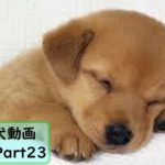 【面白 犬】おもしろ犬動画まとめ！#23【かわいい】