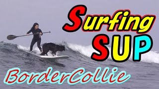 ボーダーコリー犬とサーフィン女子がSUPで波乗り３🌊Border Collie Dog & Surfer Girl Surfing