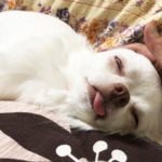 【犬】この顔ある意味ハプニング。チワワの寝る前のいつもの行動！/[Dog] rituals before going to bed in Chihuahua always cute!