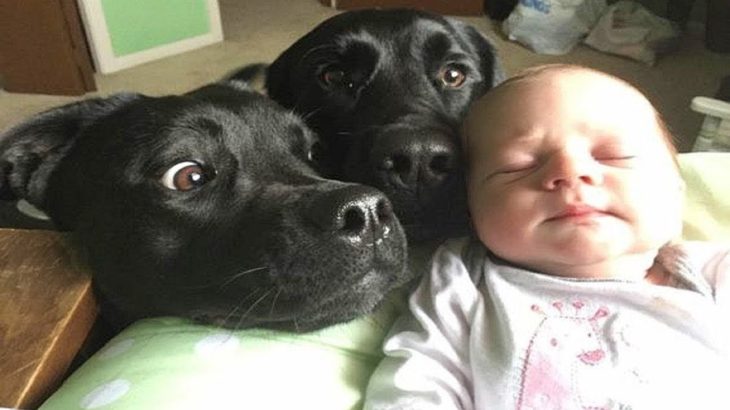 「かわいい犬」初めて人間の赤ちゃんに会った犬の反応が超面白い・ビビりながら超嬉しそう