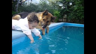 「感動」人間の子供を必死で守るジャーマンシェパード犬たち