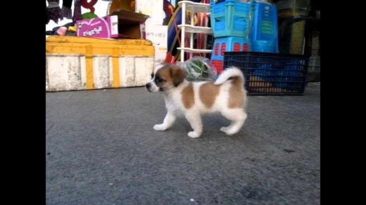 Small Cute dog　　 Pretty dog 　Slow motion play　　可愛い犬