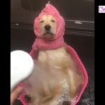 「最高におもしろ犬」かわいいゴールデンレトリバー犬のハプニング, 失敗動画集 #8