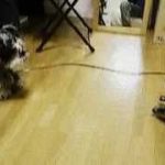 Dog vs robots　cute animal　犬VSロボットDOG