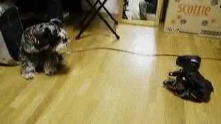 Dog vs robots　cute animal　犬VSロボットDOG
