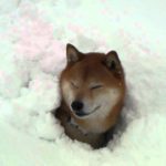柴犬ジロー　大雪で・・・　Shiba inu