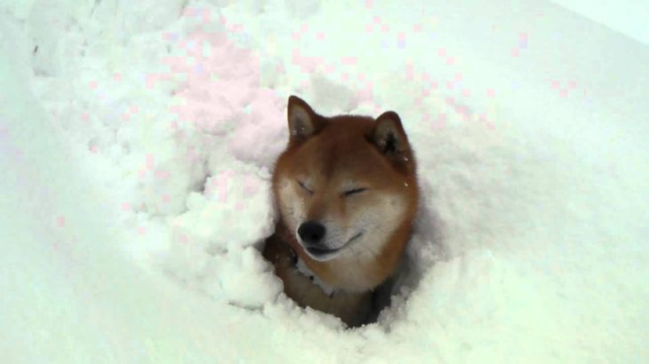 柴犬ジロー　大雪で・・・　Shiba inu